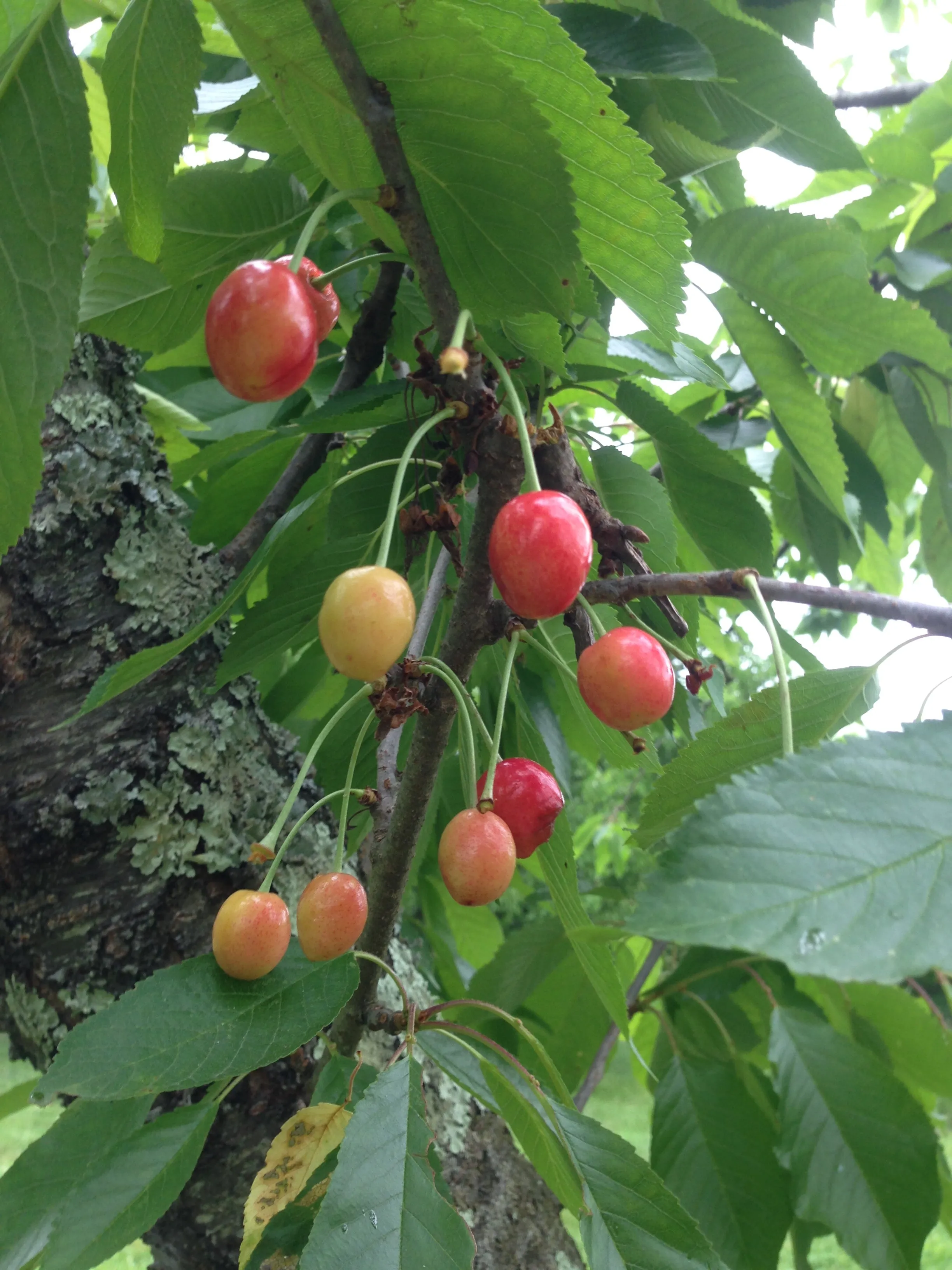 Fruit Tree Bark Dyes
