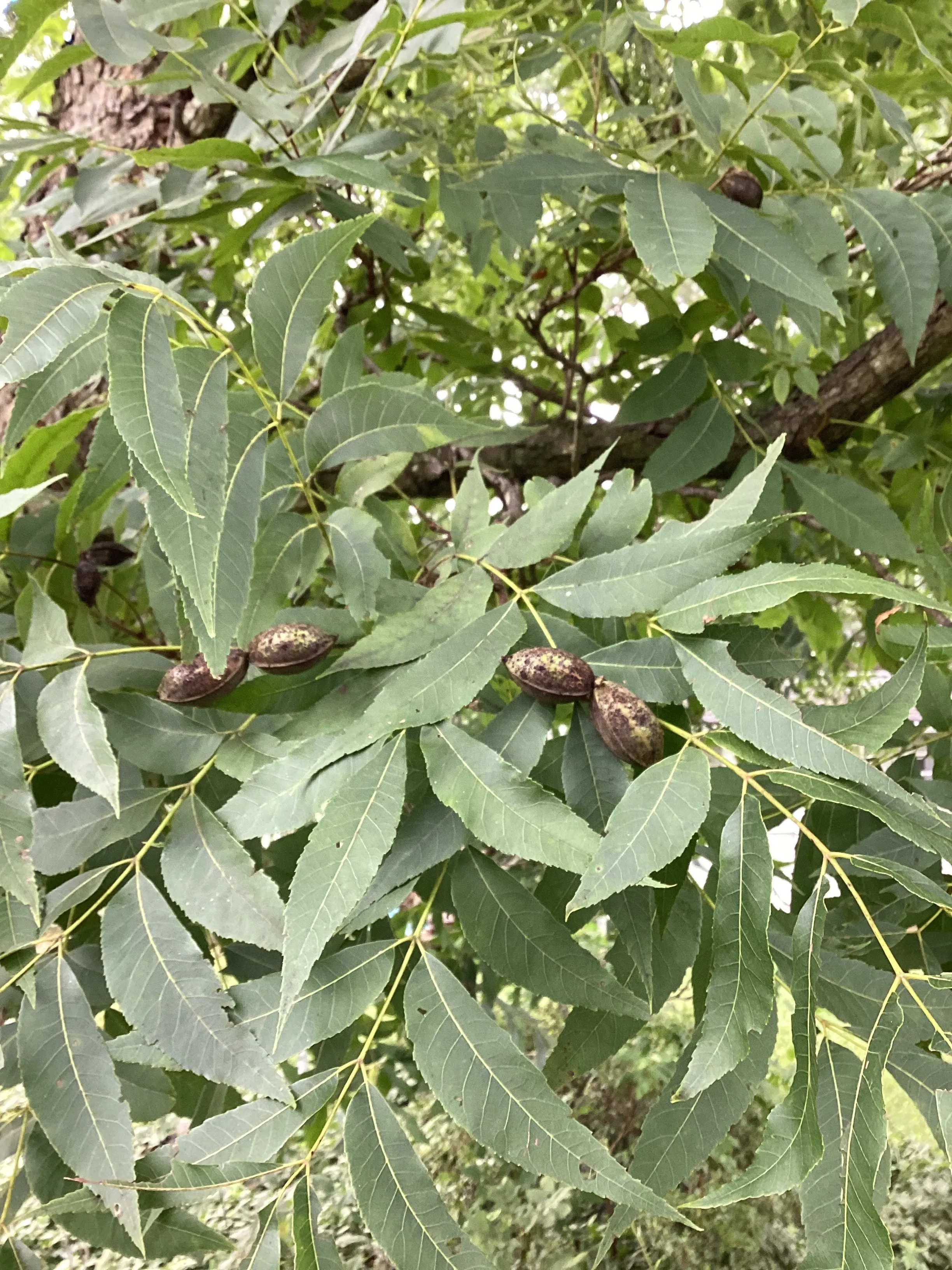 Fruit Tree Bark Dyes