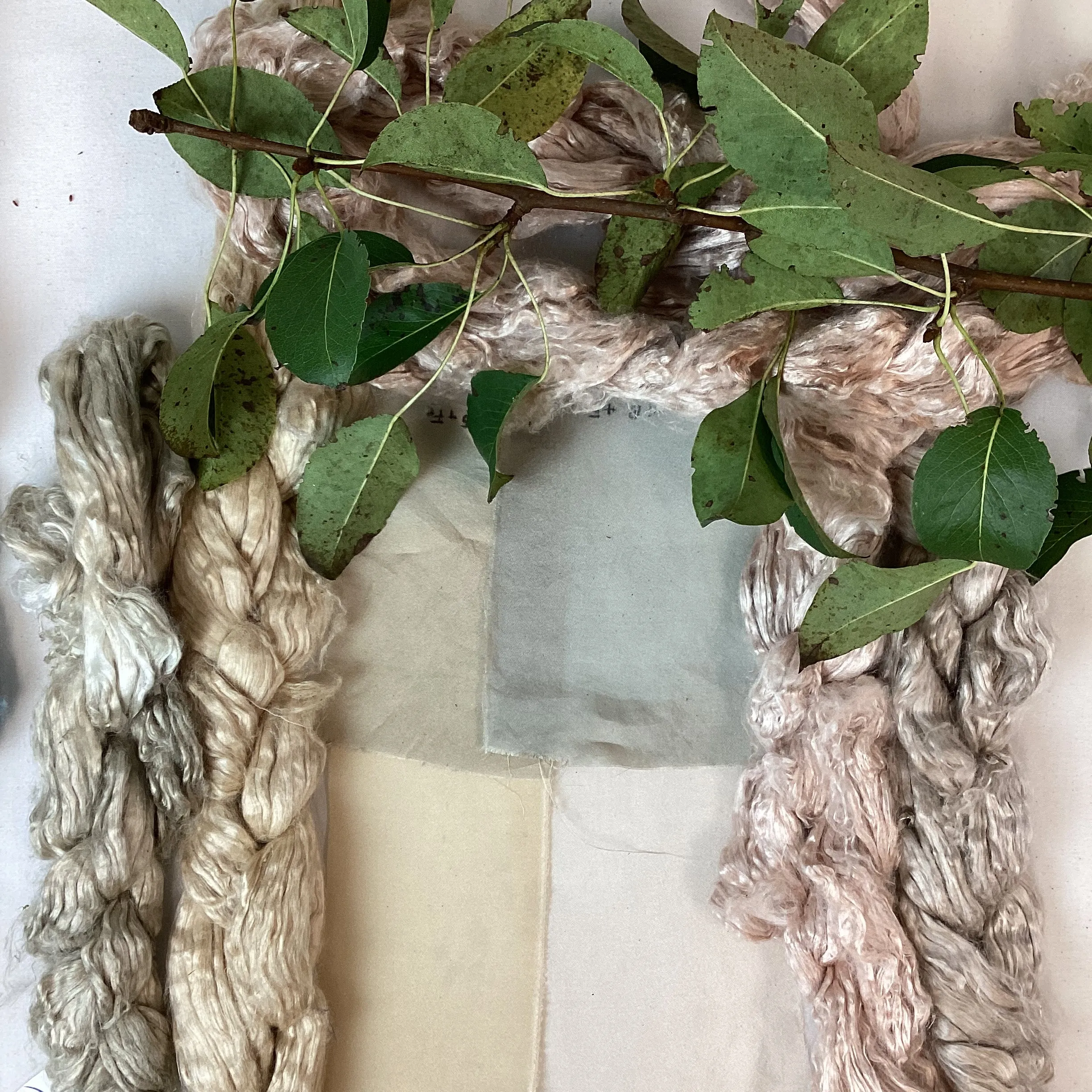 Fruit Tree Bark Dyes