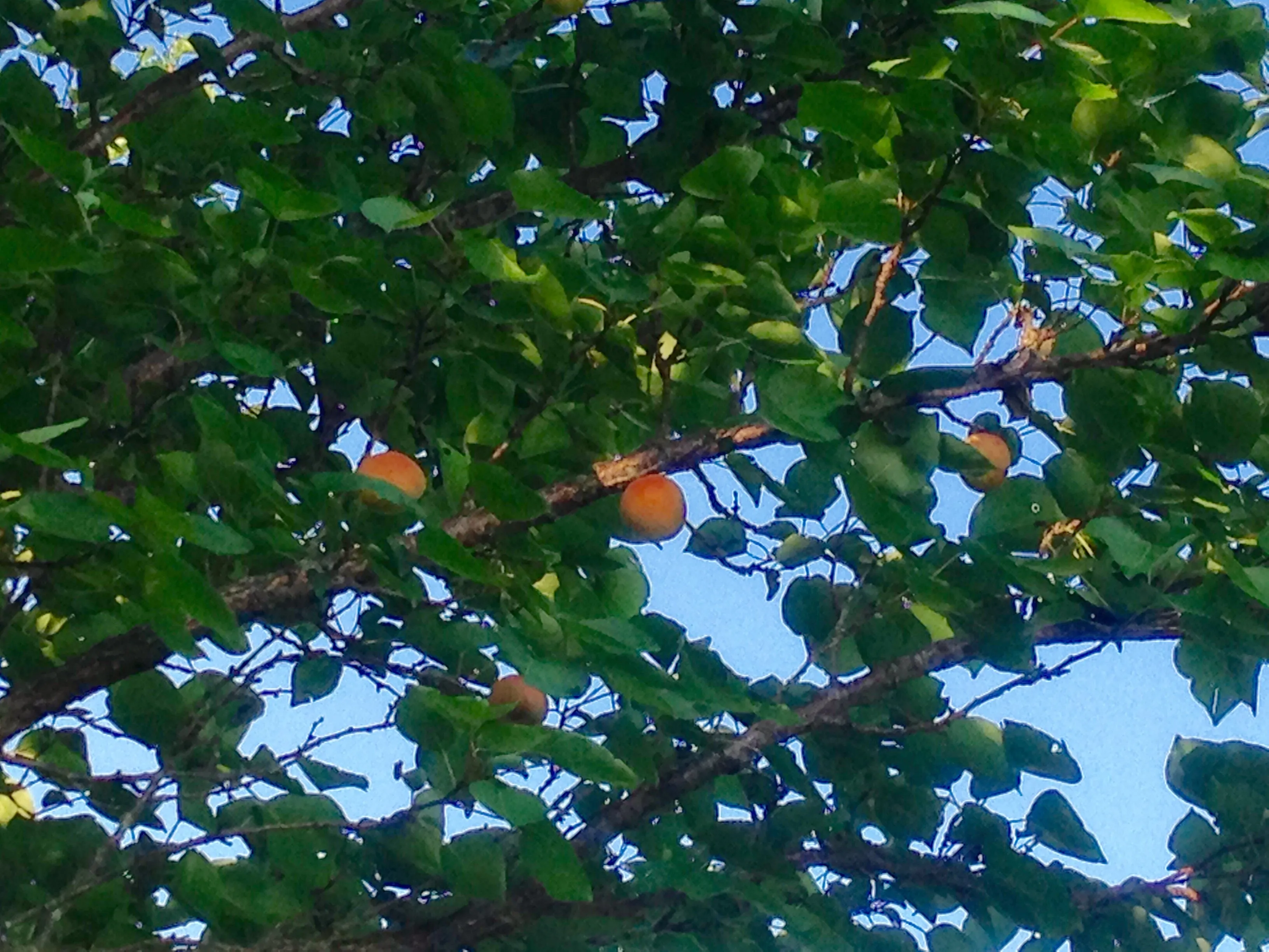 Fruit Tree Bark Dyes